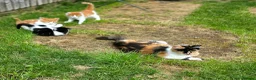 Mixed Breed cats for sale: Adorable fluffy Kittens in Hungerford - Advert 9