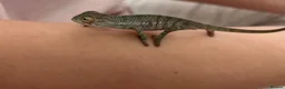 Chameleon reptiles for sale: Blue Ambanja Panther Chameleons  - Advert 7