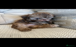 Shih Tzu dogs for sale: KENNEL CLUB CHOC IMPERIAL SHIHTZU - Image 1