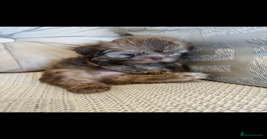 Shih Tzu dogs - Advert 19