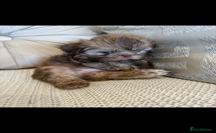Shih Tzu dogs - Advert 1