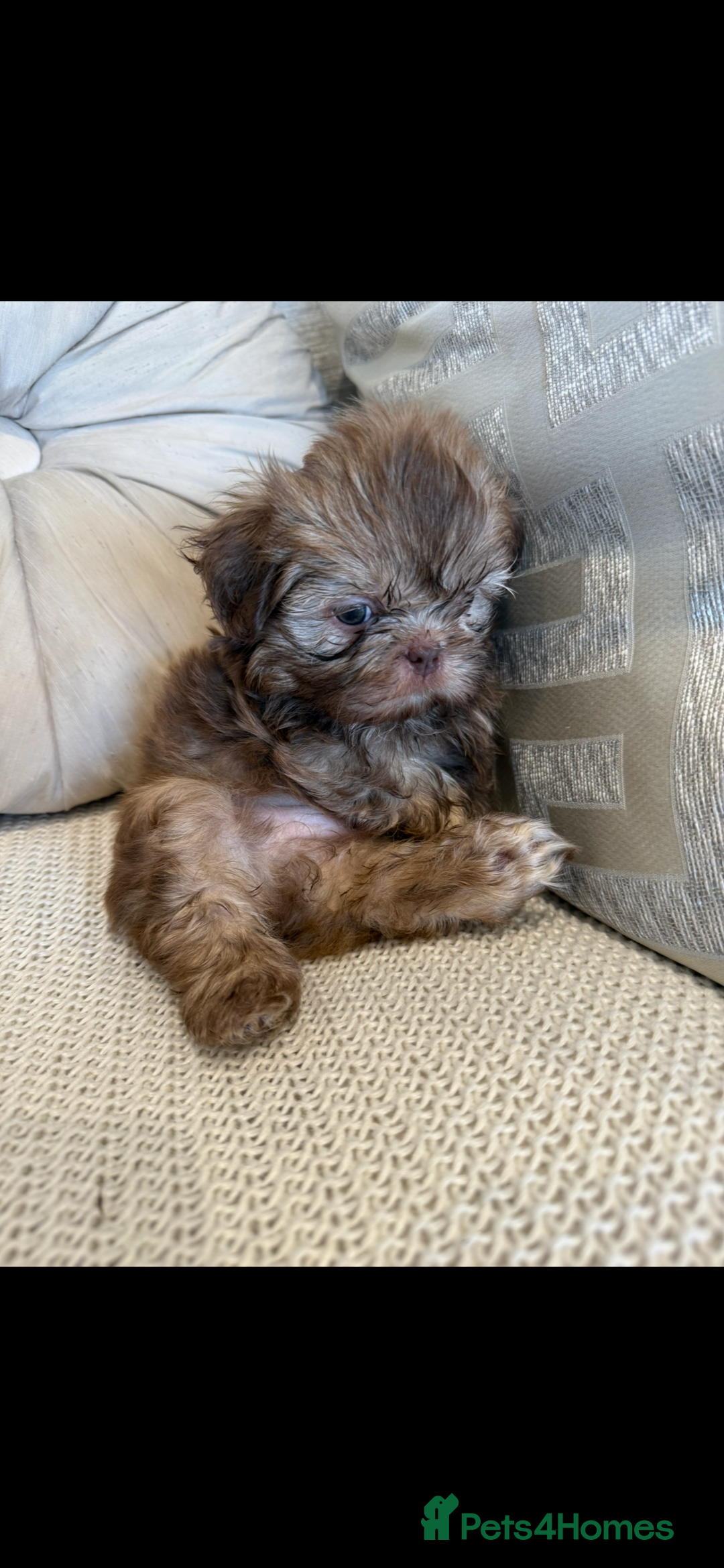 Shih Tzu dogs for sale: KENNEL CLUB CHOC IMPERIAL SHIHTZU - Image 1