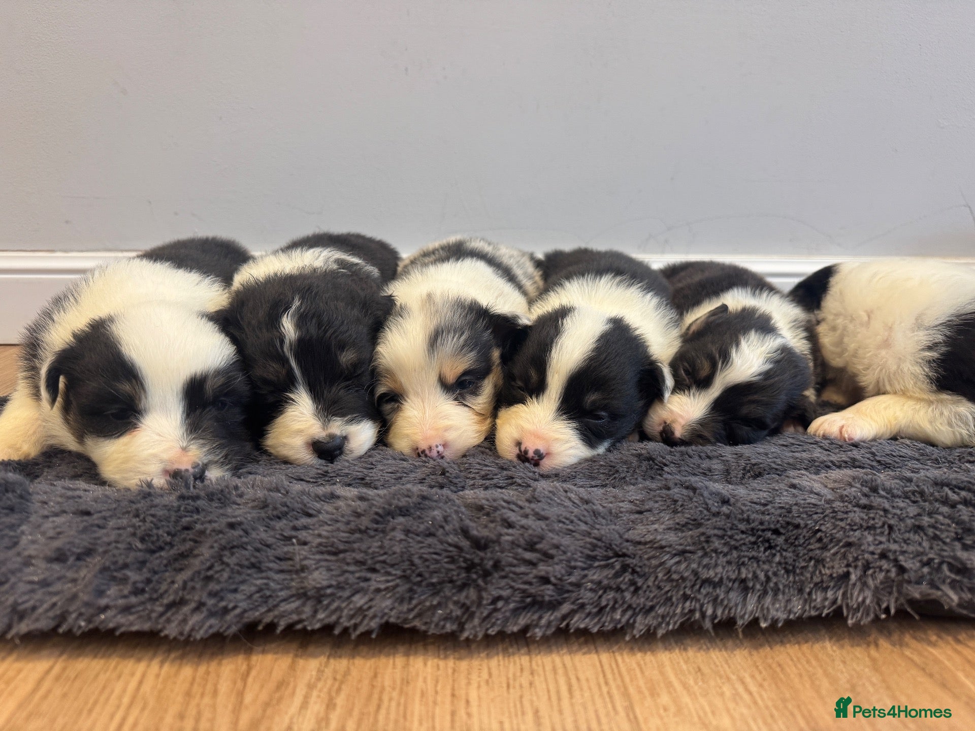 Australian Shepherd dogs 7 stunning Australian Shepards  - Advert 1