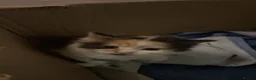 Mixed Breed cats for sale: 5 kittens 8 weeks old - Advert 7