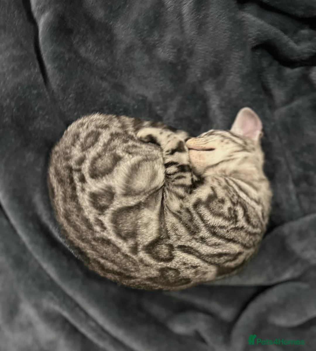 Bengal cats for sale: Pure Silver Female Bengal  in Loughborough - Advert 2