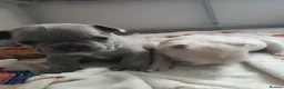 French Bulldog dogs for sale: french bulldog puppies - Advert 16