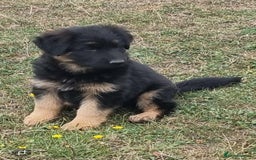 German Shepherd dogs for sale: German shepherd puppies health tested parents - Image 7