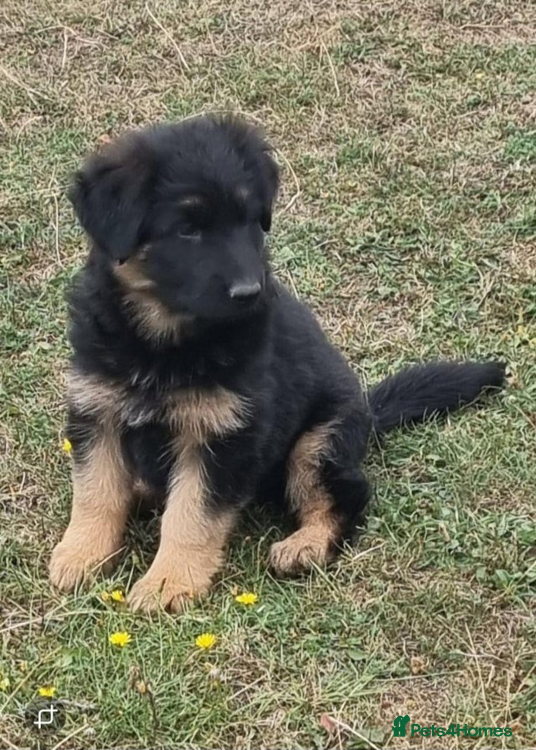 German Shepherd dogs for sale: German shepherd puppies health tested parents - Image 7