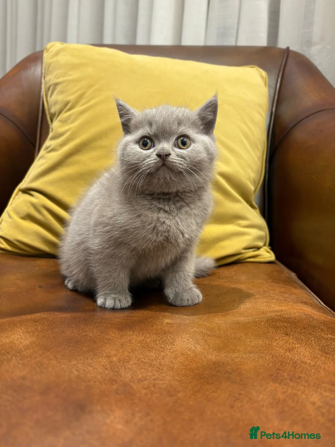 Scottish Fold cats for sale: Last Scottish fold kitten!  - Advert 2