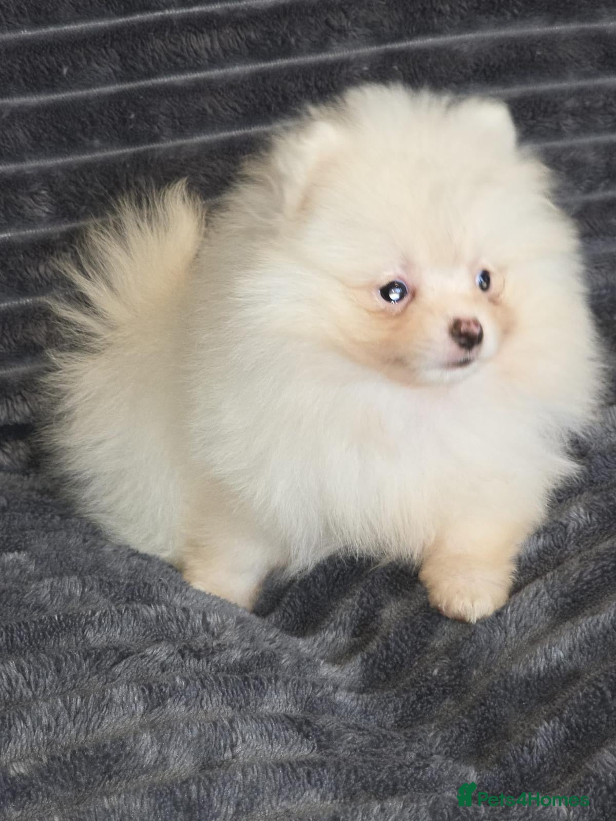 Pomeranian dogs Beautiful pomeranian  puppies ready to go - Advert 8