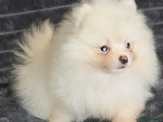 Pomeranian dogs Beautiful pomeranian puppies ready to go - Advert 8