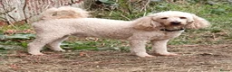 Lhasapoo dogs for sale: Lhasapoo puppy ***stunning little boy *** in Lydney - Advert 3