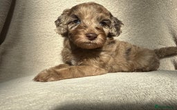 Cockapoo dogs for sale: F1B cockapoos - Image 6