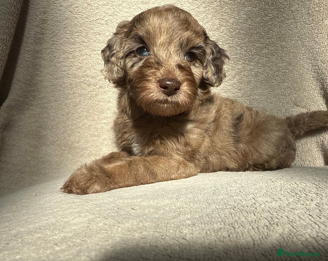 Cockapoo dogs for sale: F1B cockapoos - Image 6