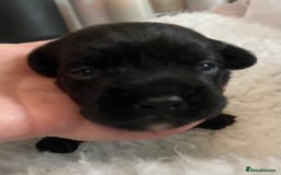 Patterdale Terrier dogs for sale: 6 Gorgeous Patterdale pups - Image 10
