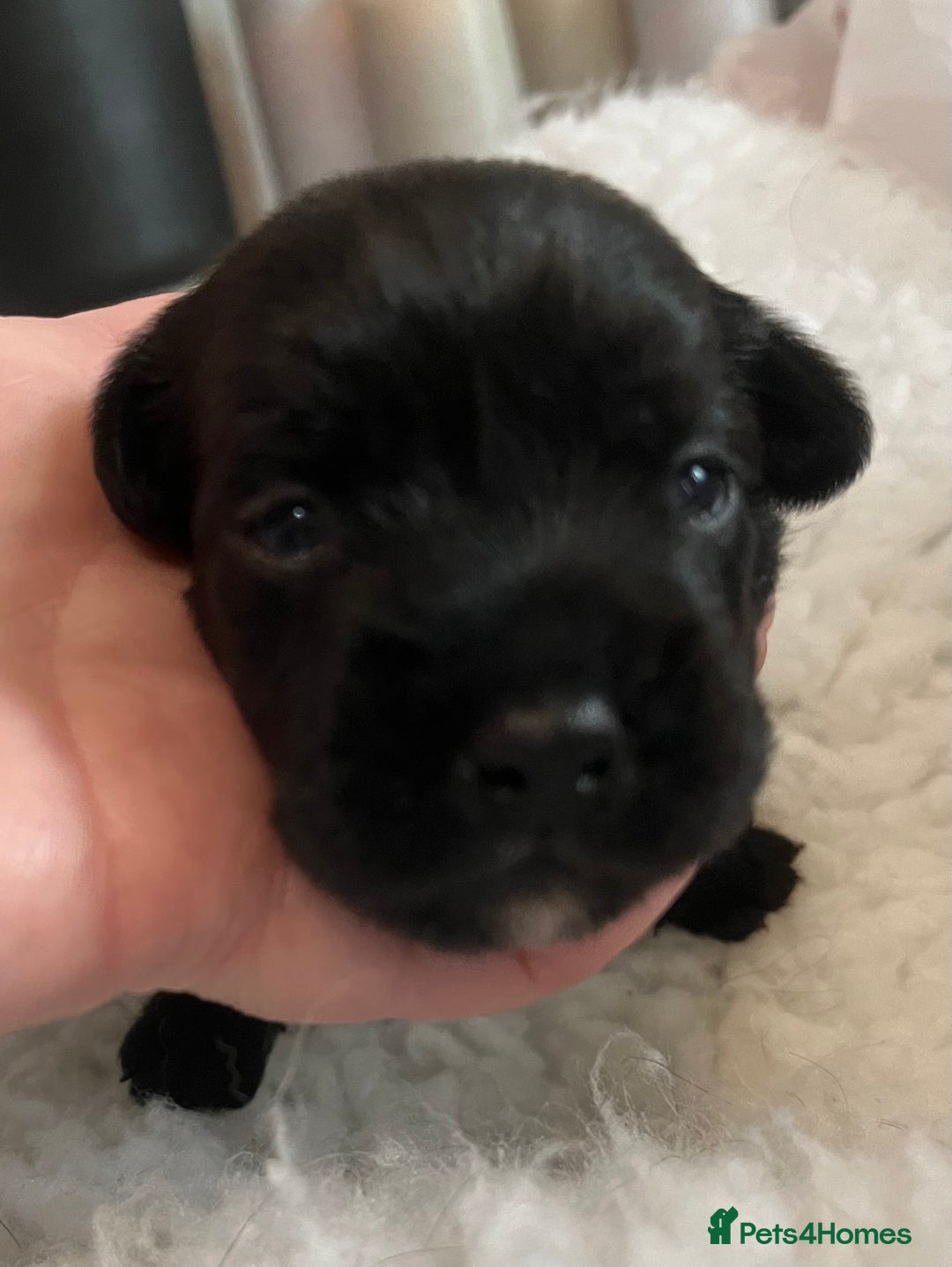 Patterdale Terrier dogs for sale: 6 Gorgeous Patterdale pups - Image 10
