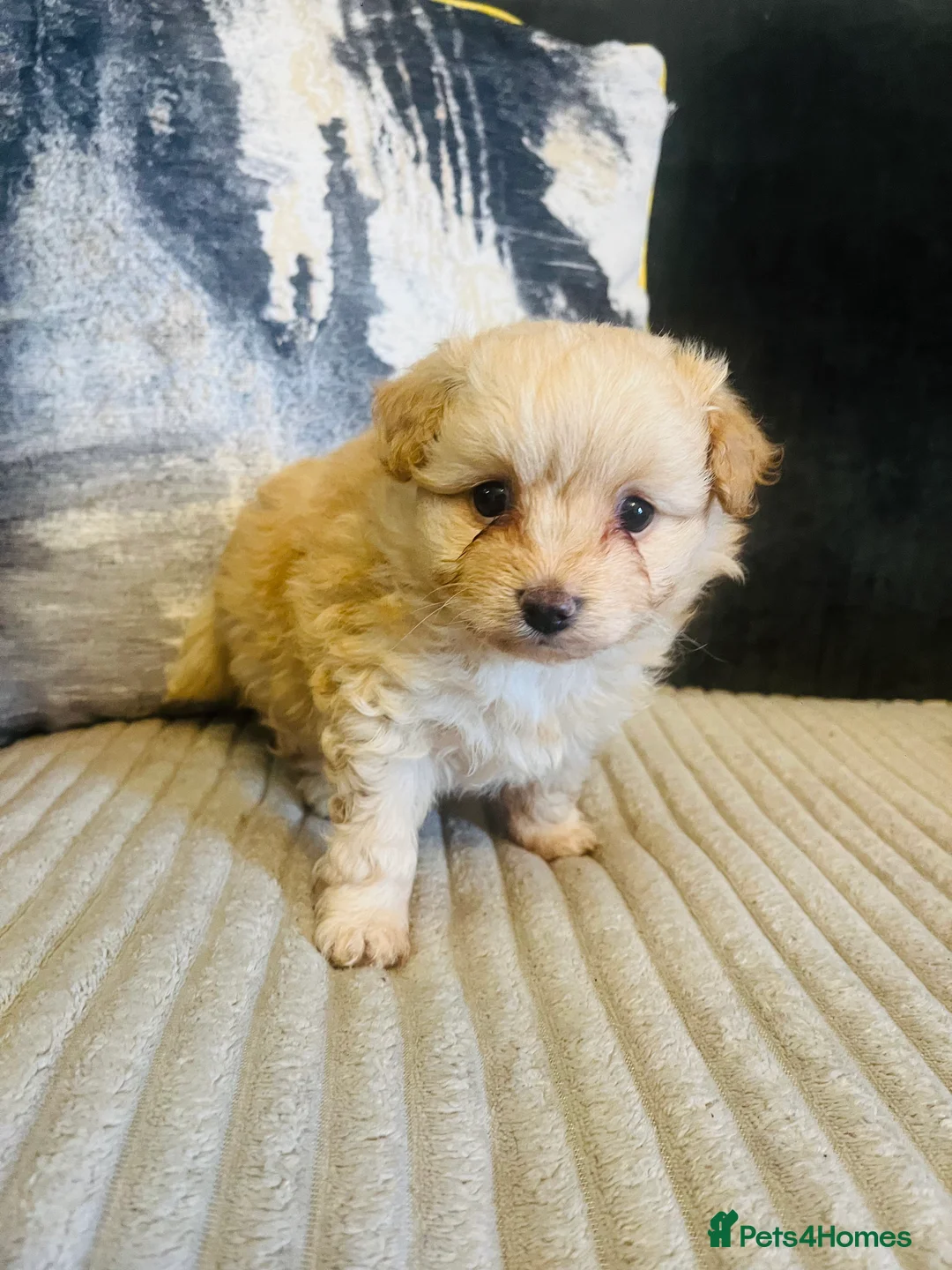 Pomapoo dogs for sale: Stunning pomapoo puppys  - Advert 7