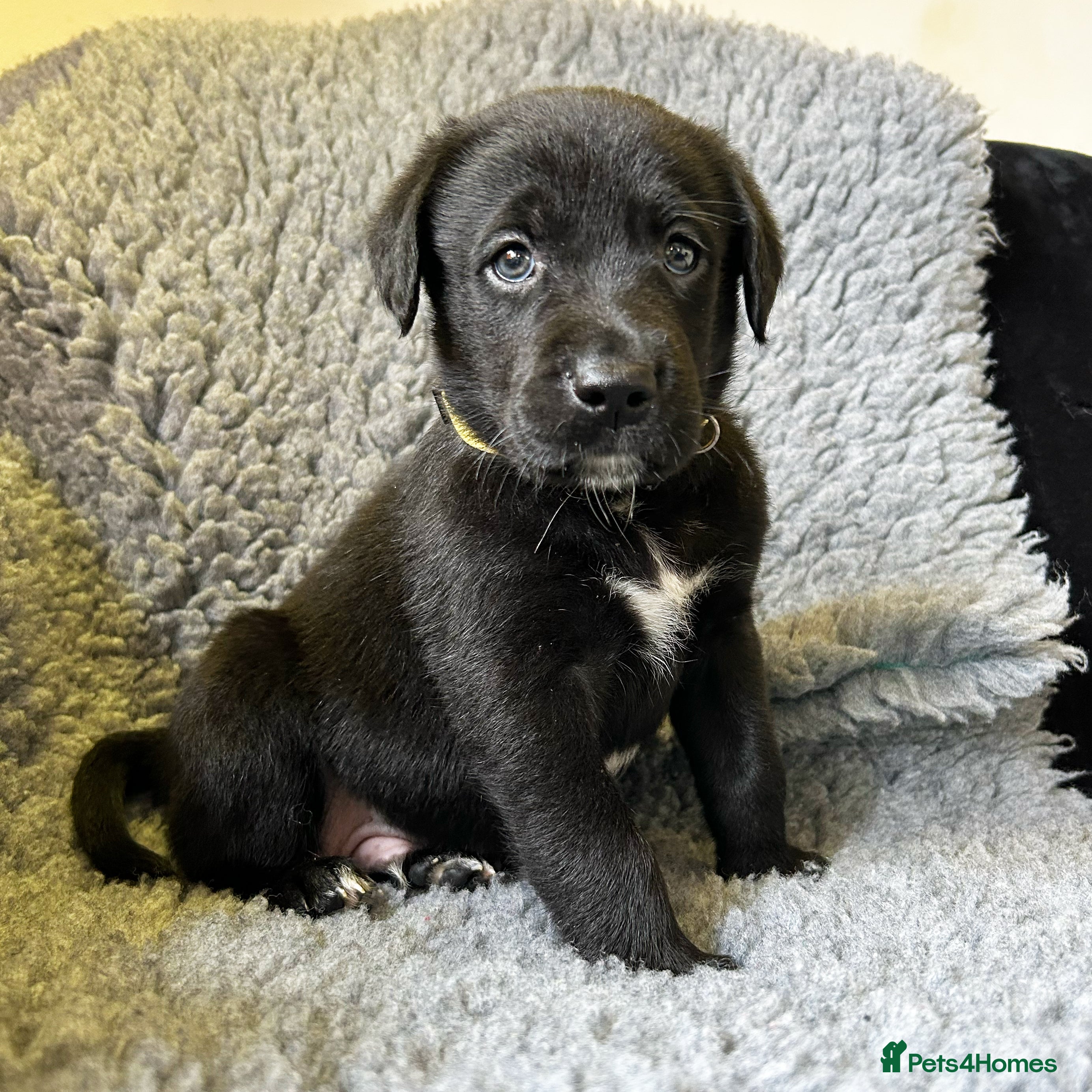 Borador dogs Borador Puppies - Fully Health Tested - Advert 10