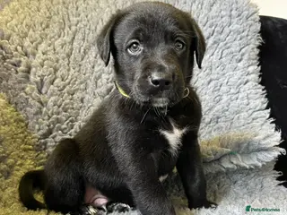 Borador dogs Borador Puppies - Fully Health Tested - Advert 10