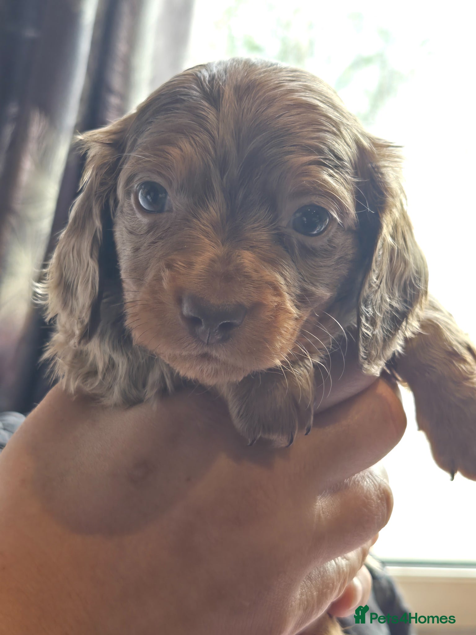 Dachshund dogs for sale: 5 gorgeous dachshund puppies for loving homes in Ludlow - Advert 34