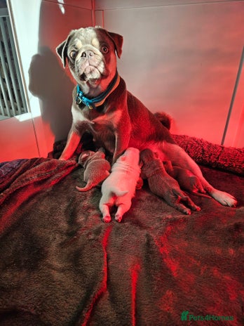 Pug dogs Lilac and tan - Advert 1
