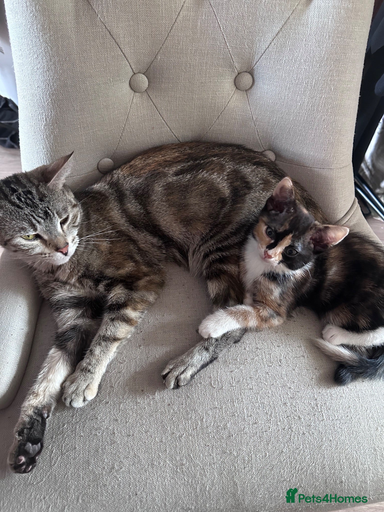 Mixed Breed cats 2 kittens available  - Advert 1