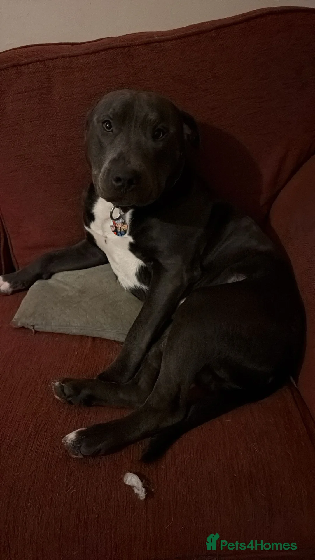 Staffordshire Bull Terrier dogs for stud: Handsome peewee - Advert 2