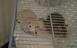 Rat rodents for sale: 2 male rats  - Advert 3