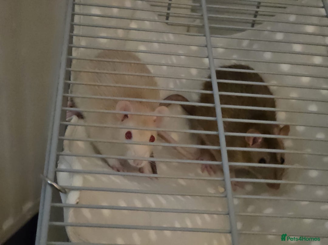 Rat rodents for sale: 2 male rats  - Advert 3