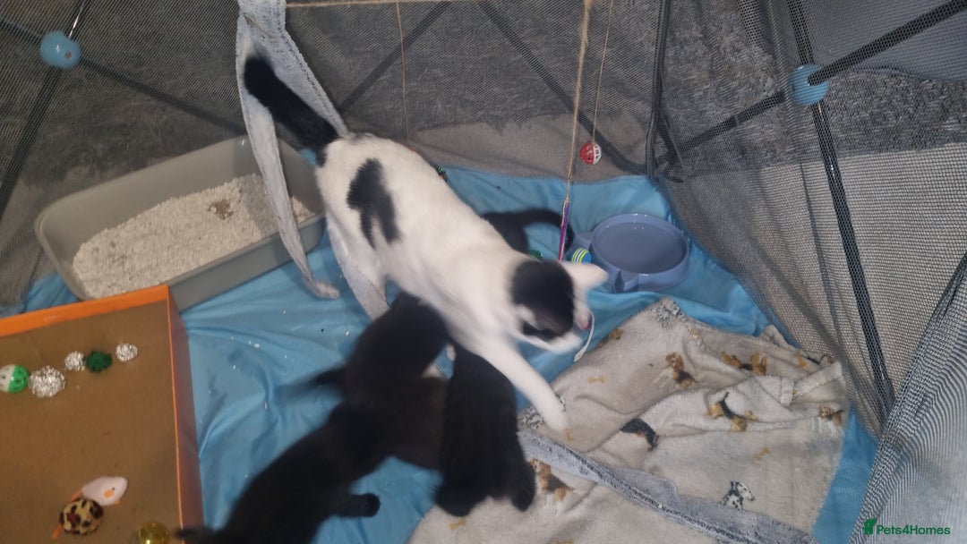 Mixed Breed cats for sale: Black tabby kittens just 2 left  - Image 6