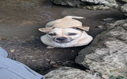 Jug dogs for sale: Sophie is looking for a calm home - Image 7