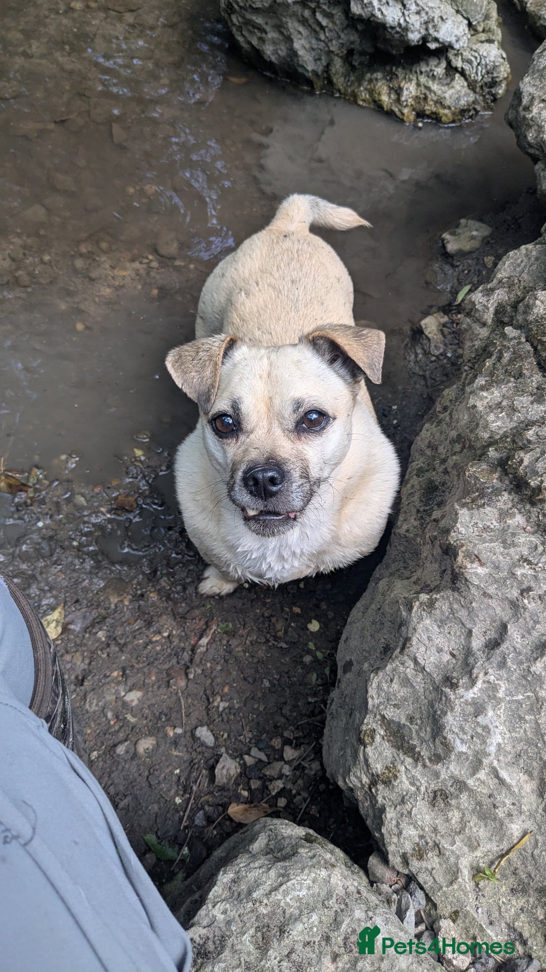 Jug dogs for sale: Sophie is looking for a calm home - Image 7