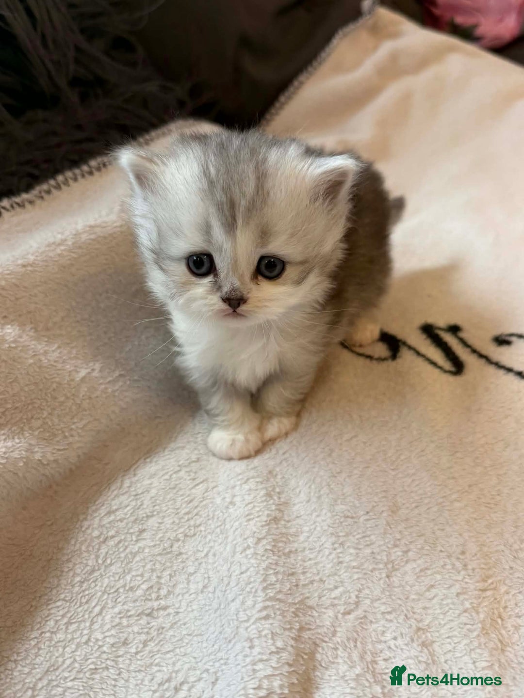 Scottish Fold cats for sale: Scottish fold / straight Kittens  - Advert 8