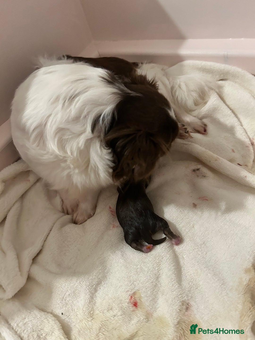 Chihuahua dogs for sale: Kc long haired female - Advert 7