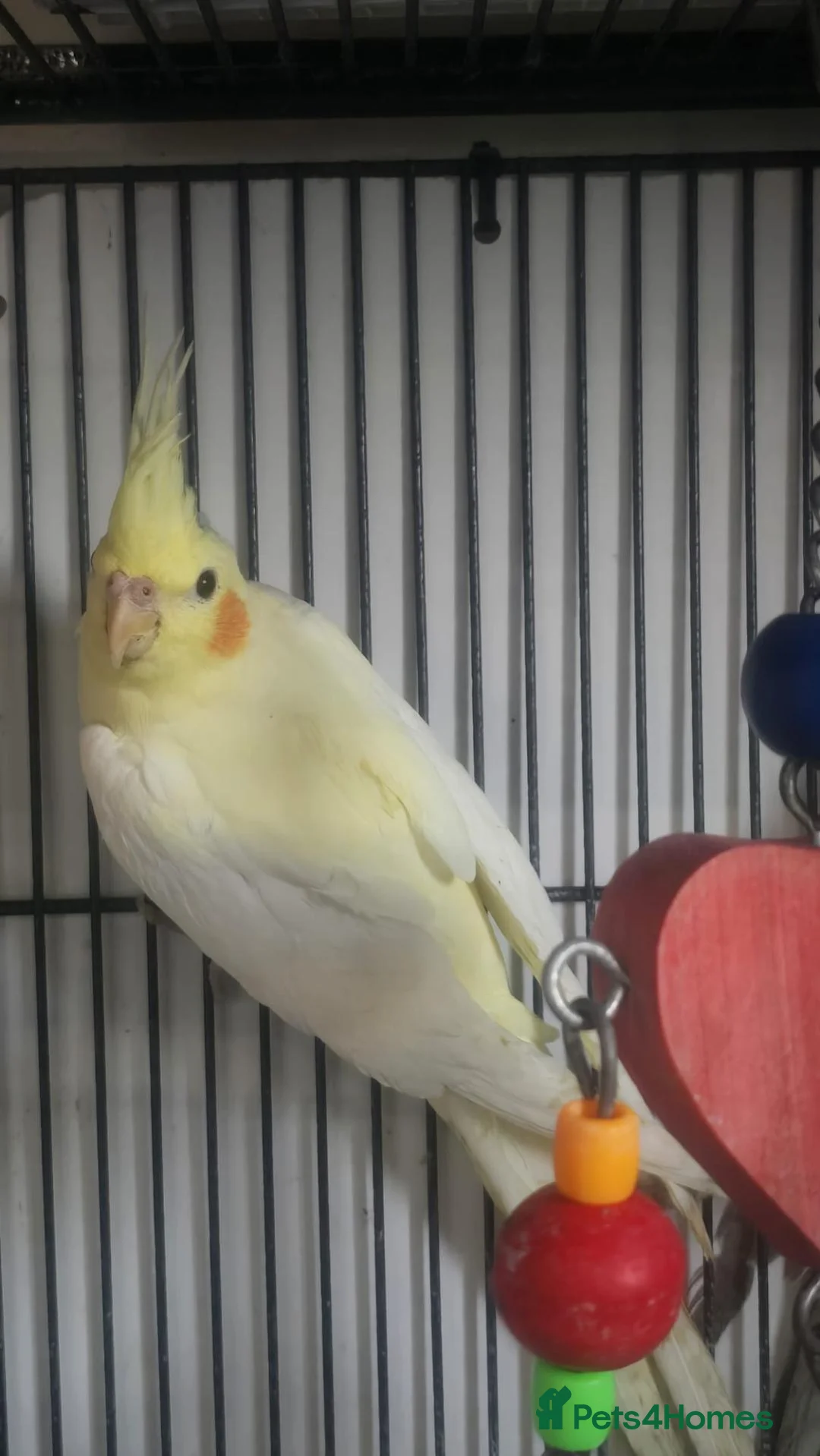 Cockatiels birds for sale: Cockatiels - Advert 1