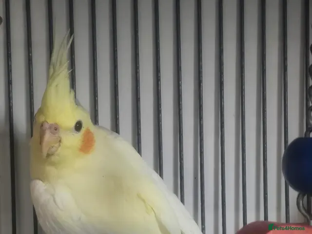 Cockatiels birds Cockatiels - Advert 1