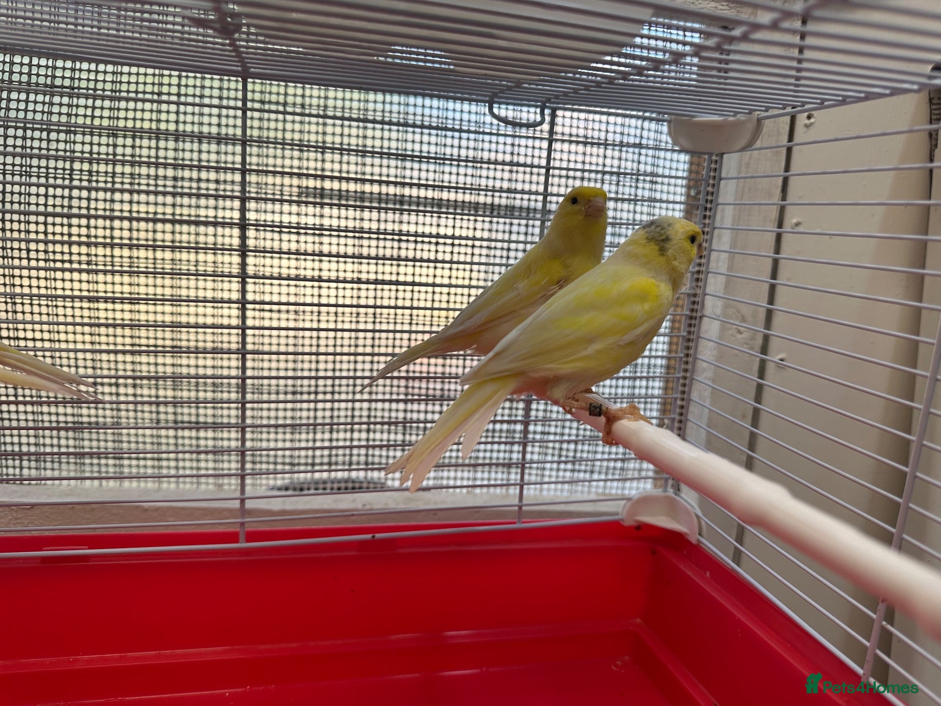 Canaries birds Water Slugger Canary  - Advert 1