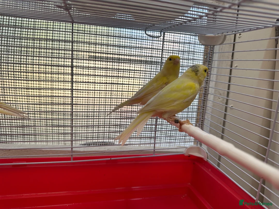 Canaries birds for sale: Water Slugger Canary  - Advert 1