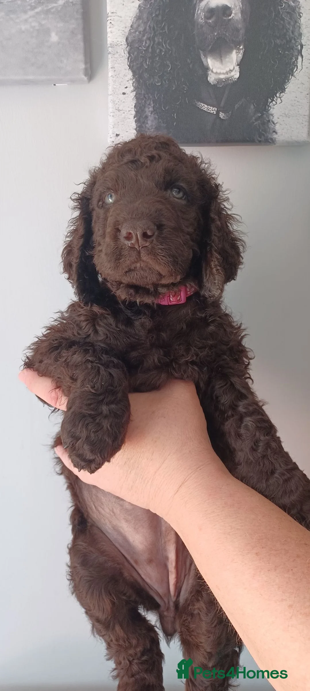 Irish Water Spaniel dogs for sale: KC Registered Irish Water Spaniel pups - Advert 15