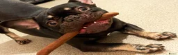 French Bulldog dogs for sale: Chocolate and Tan girl frenchie  in Hyde - Advert 6