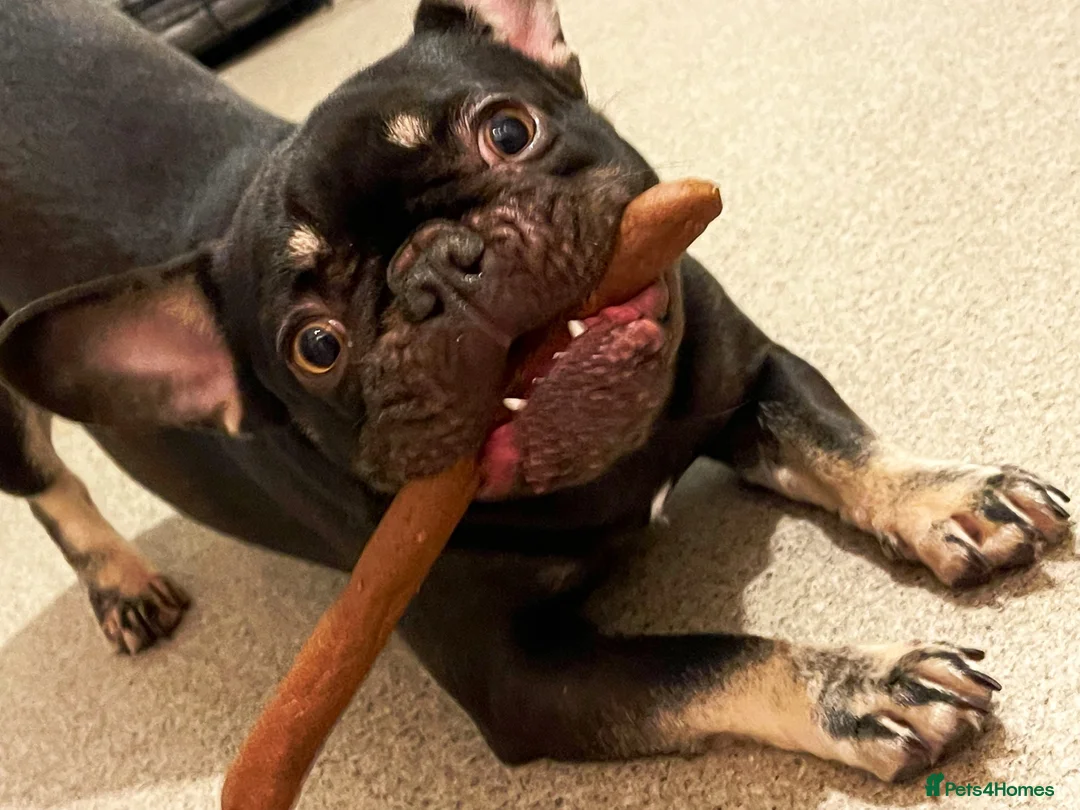 French Bulldog dogs for sale: Chocolate and Tan girl frenchie  in Hyde - Advert 6