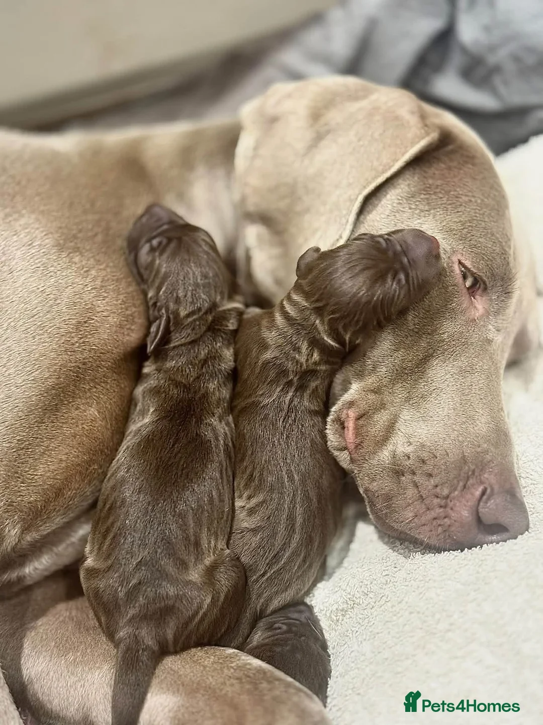 Mixed Breed dogs for sale: Weimaraner x Vizsla stunning pups  - Advert 9