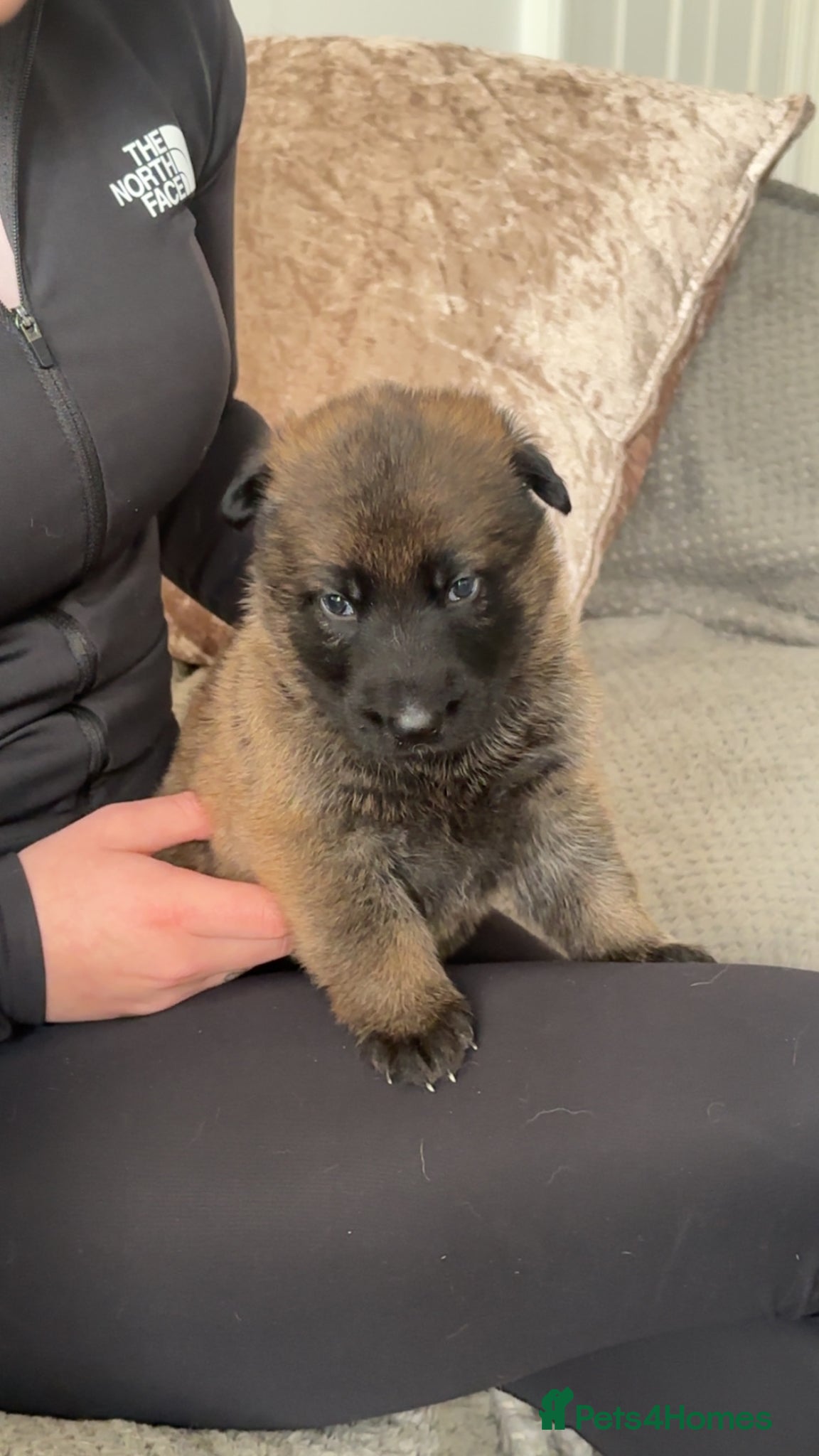 German Shepherd dogs stunning German shepherd pups kc reg Czech working - Advert 15