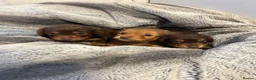Miniature Dachshund dogs for sale: Long haired miniature dachshund  - Advert 6