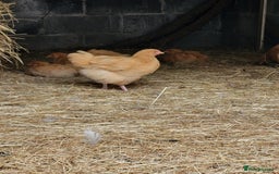 Chickens poultry for sale: 6 Buff orpington looking for a new palace.  - Image 1