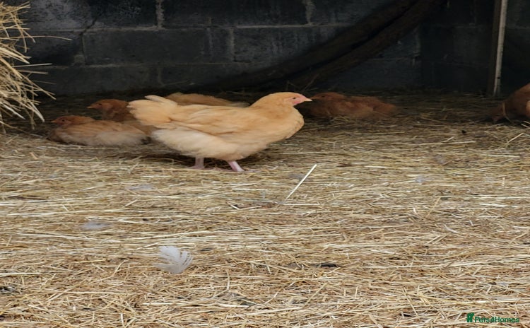 Chickens poultry - Advert 14