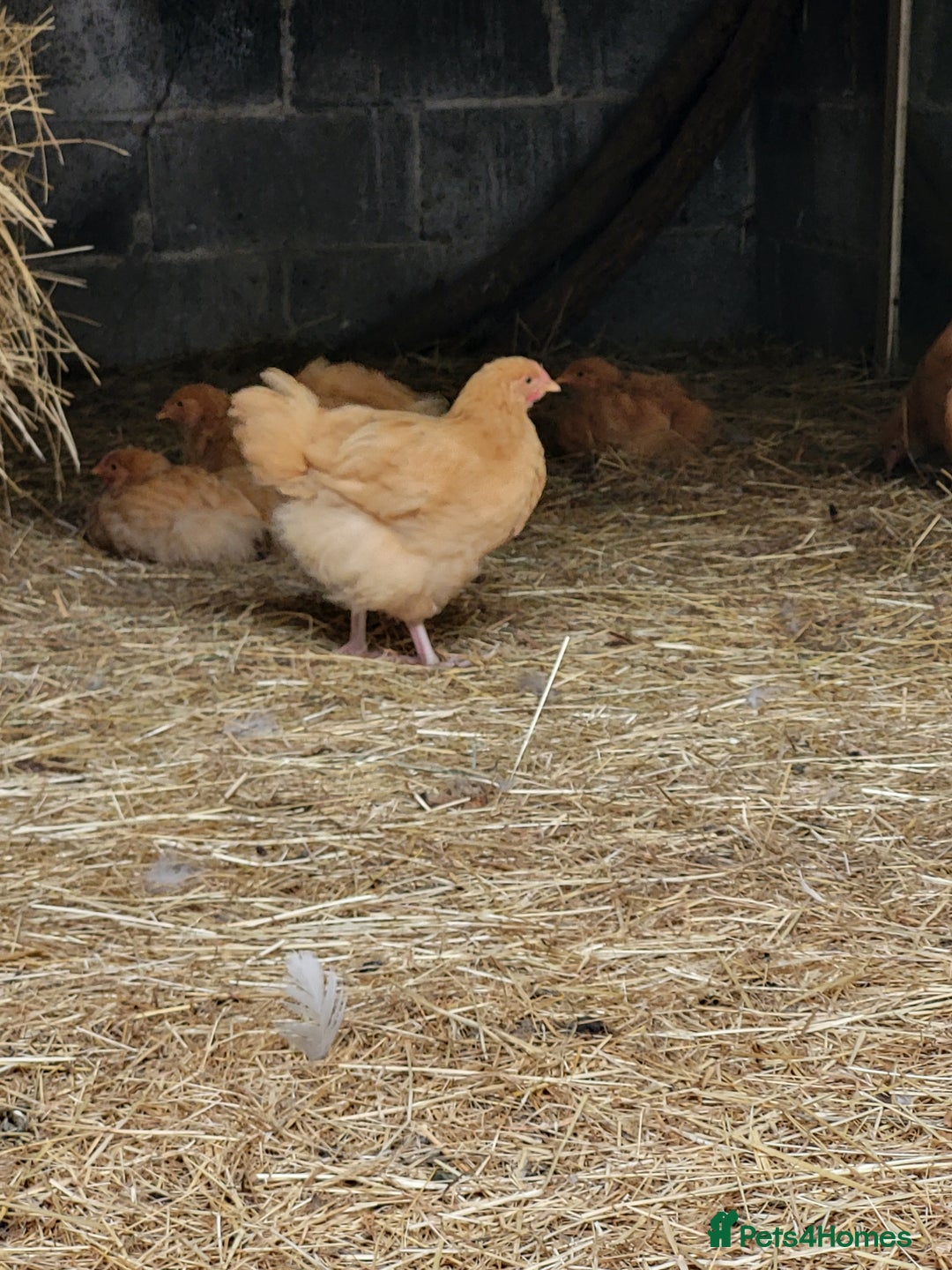 Chickens poultry for sale: 6 Buff orpington looking for a new palace.  - Image 1