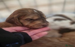 Cockapoo dogs for sale: Cockerpoo puppies F1. Stunning litter  - Image 11