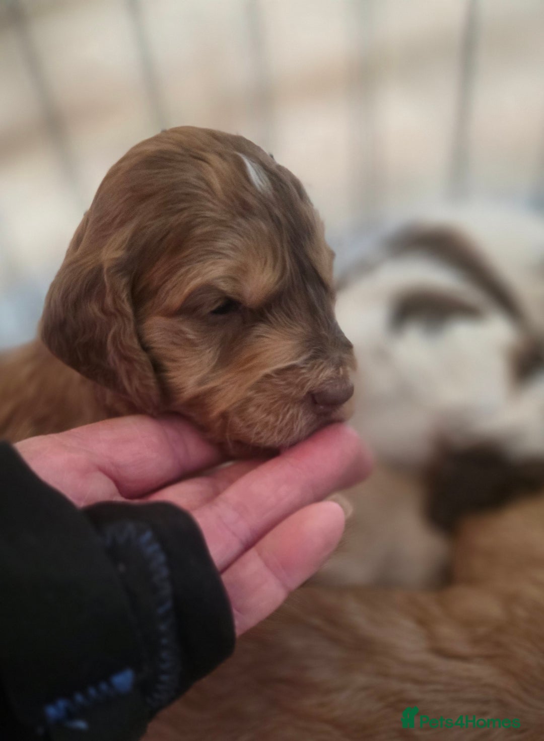 Cockapoo dogs for sale: Cockerpoo puppies F1. Stunning litter  - Image 11