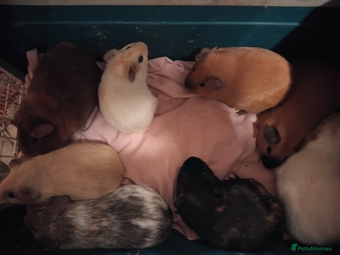 Guinea Pig rodents for sale: Young guinea pigs  - Advert 3
